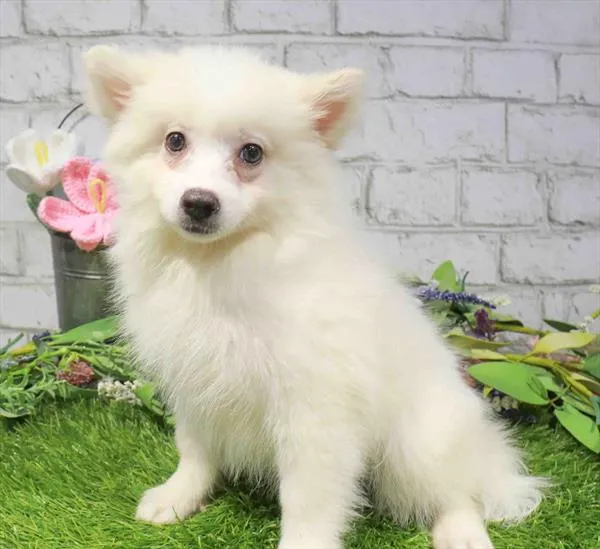 Female American Eskimo puppy for sale at Petland Monroeville.