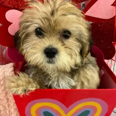 Male Shorkie Puppy for Sale in Monroeville, PA
