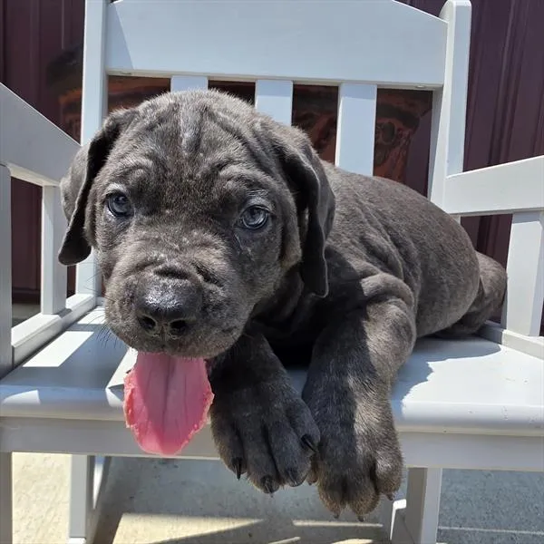Male Cane Corso puppy named Willis for sale at Petland Monroeville.