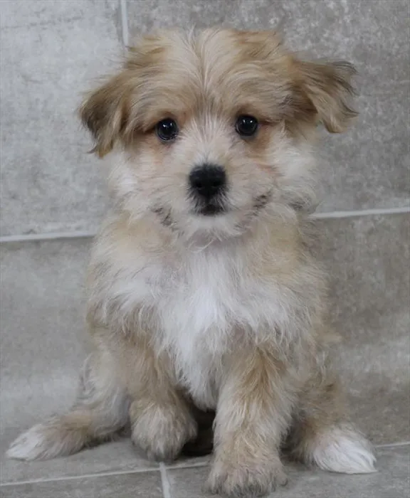 Male Morkie puppy named Joshua for sale at Petland Monroeville.