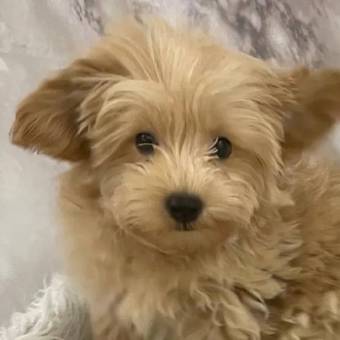 Male Maltipoo Puppy for Sale in Monroeville, PA