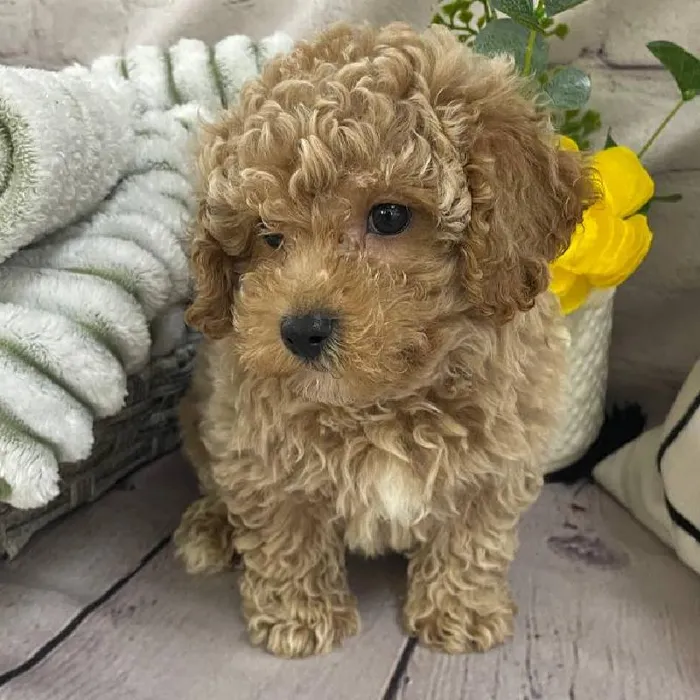 Male Maltipoo Puppy for Sale in Monroeville, PA