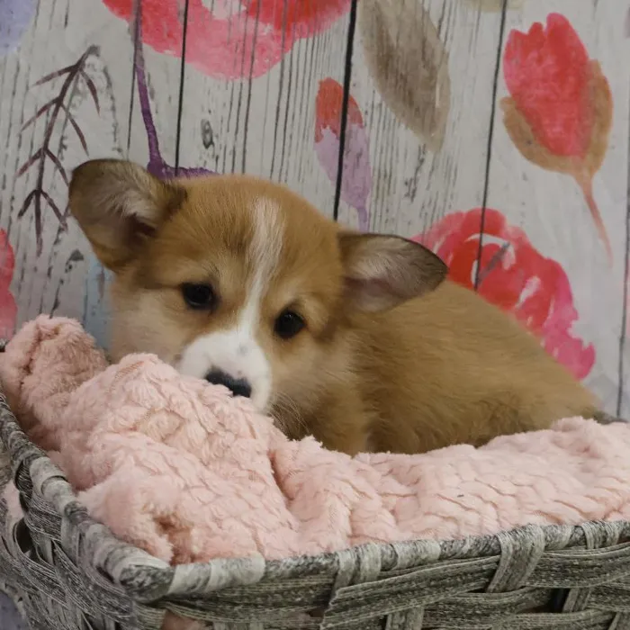 Female Pembroke Welsh Corgi Puppy for Sale in Monroeville, PA