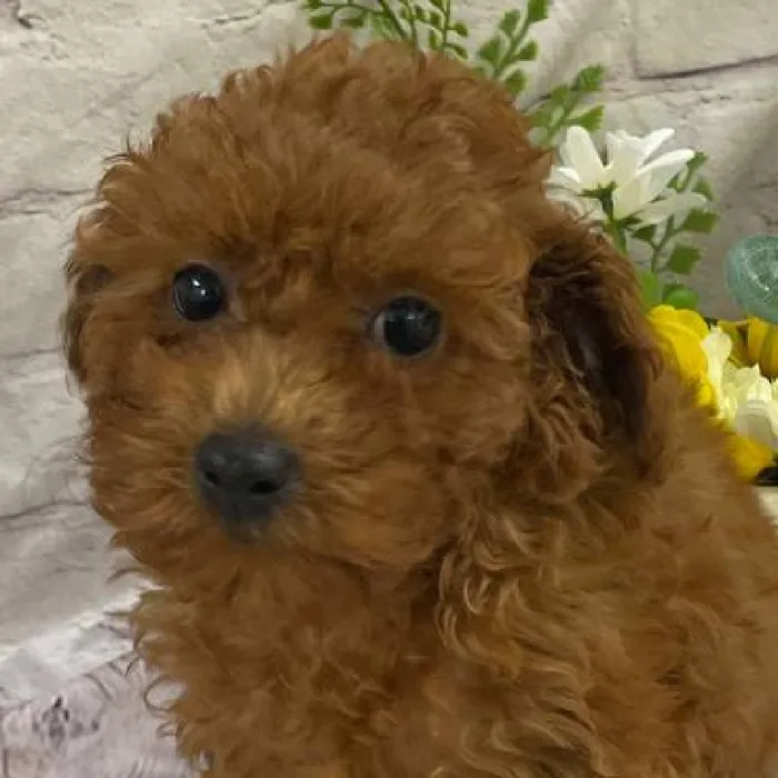 Female Poodle Puppy for Sale in Monroeville, PA