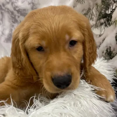 Male Golden Retriever Puppy for Sale in Monroeville, PA