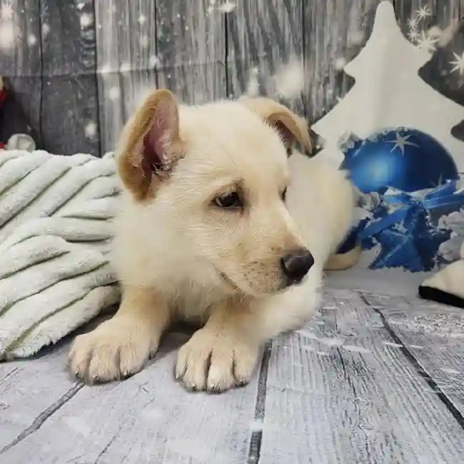 Male German Shepherd Puppy for Sale in Monroeville, PA