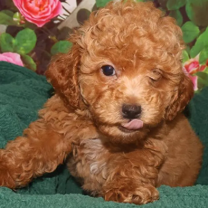 Male Mini Poodle Puppy for Sale in Monroeville, PA