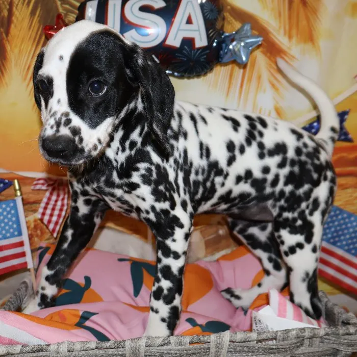 Female Dalmatian puppy named Amanda for sale at Petland Monroeville.