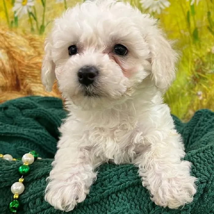 Female Bichon Puppy for Sale in Monroeville, PA
