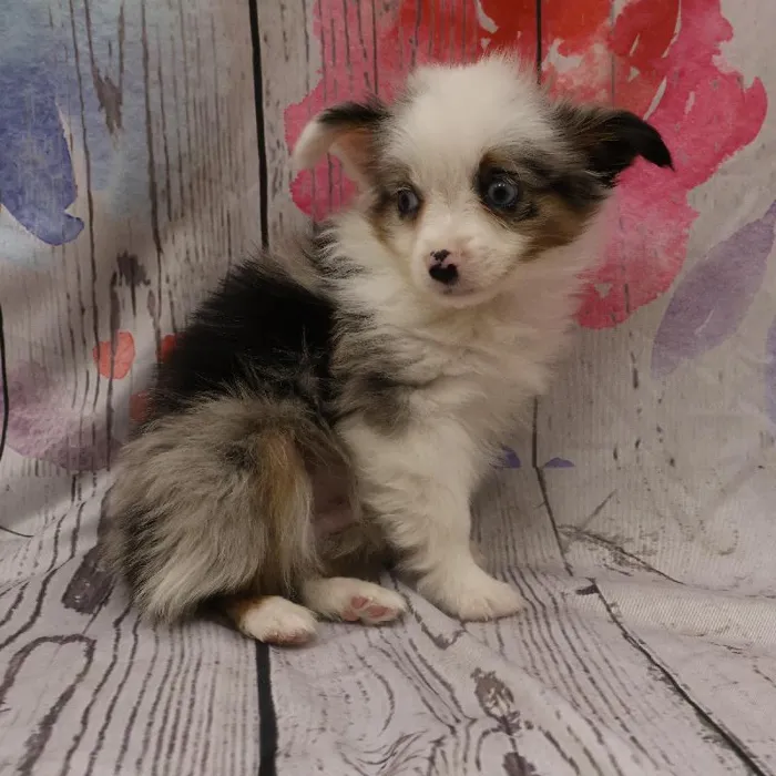 Male Toy Australian Shepherd Puppy for Sale in Monroeville, PA