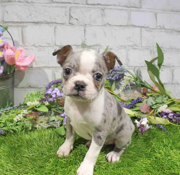 Female Boston Terrier puppy named Marie for sale at Petland Monroeville.