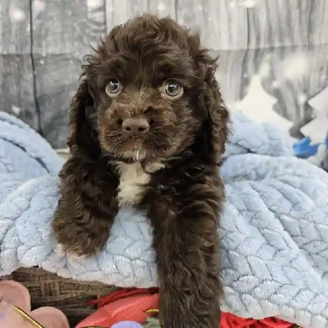 Male Cockapoo Puppy for Sale in Monroeville, PA