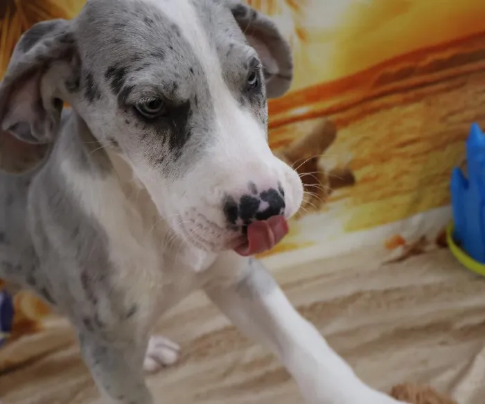 Female Great Dane Puppy for Sale in Monroeville, PA