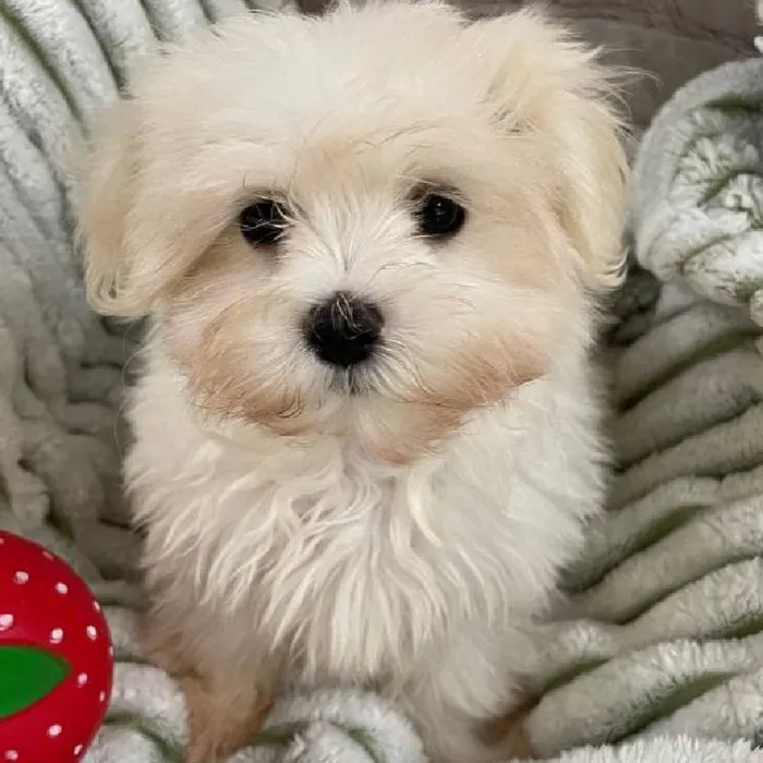 Female Maltese Puppy for Sale in Monroeville, PA