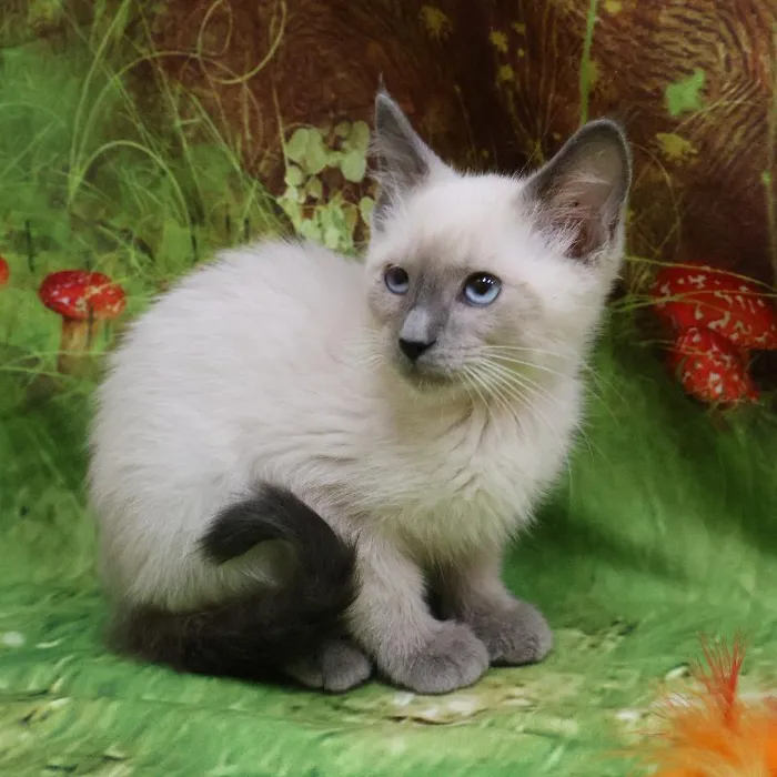 Male Siamese kitten named Milo for sale at Petland Monroeville.