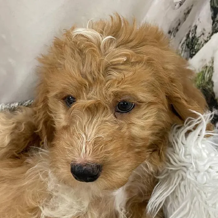 Male Mini Bernedoodle Puppy for Sale in Monroeville, PA