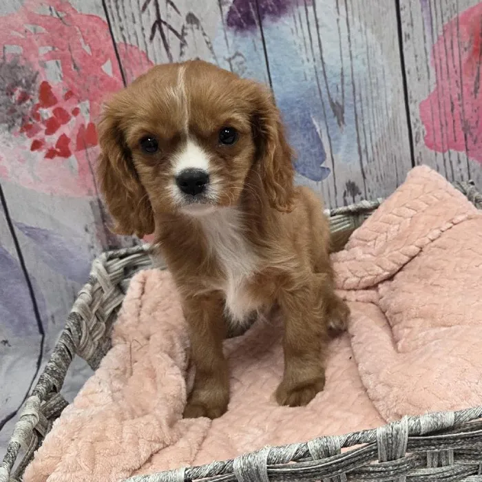 Male Cavalier King Charles Spaniel Puppy for Sale in Monroeville, PA