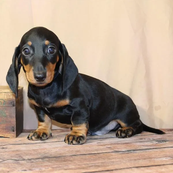 Male Dachshund puppy named Harold for sale at Petland Monroeville.