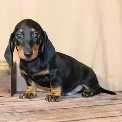 Male Dachshund puppy named Harold for sale at Petland Monroeville.
