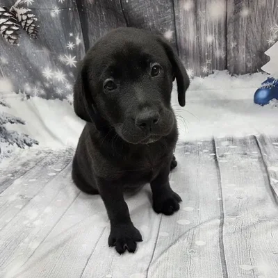 Male Labrador Retriever Puppy for Sale in Monroeville, PA