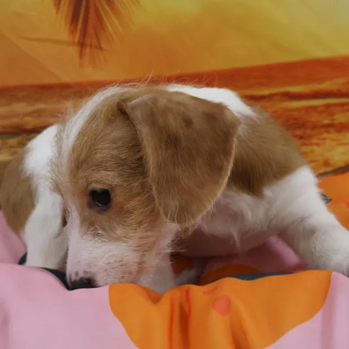 Female Chiweenie Puppy for Sale in Monroeville, PA