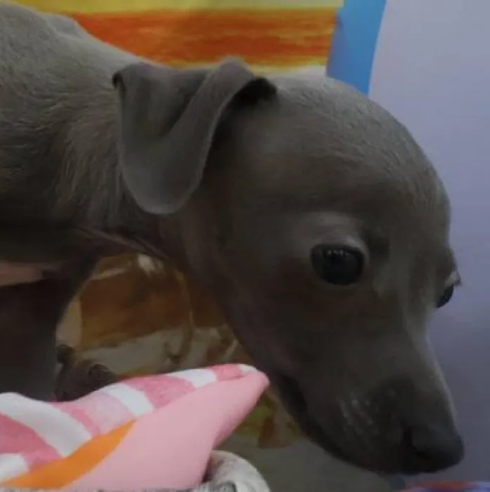Female Italian Greyhound Puppy for Sale in Monroeville, PA