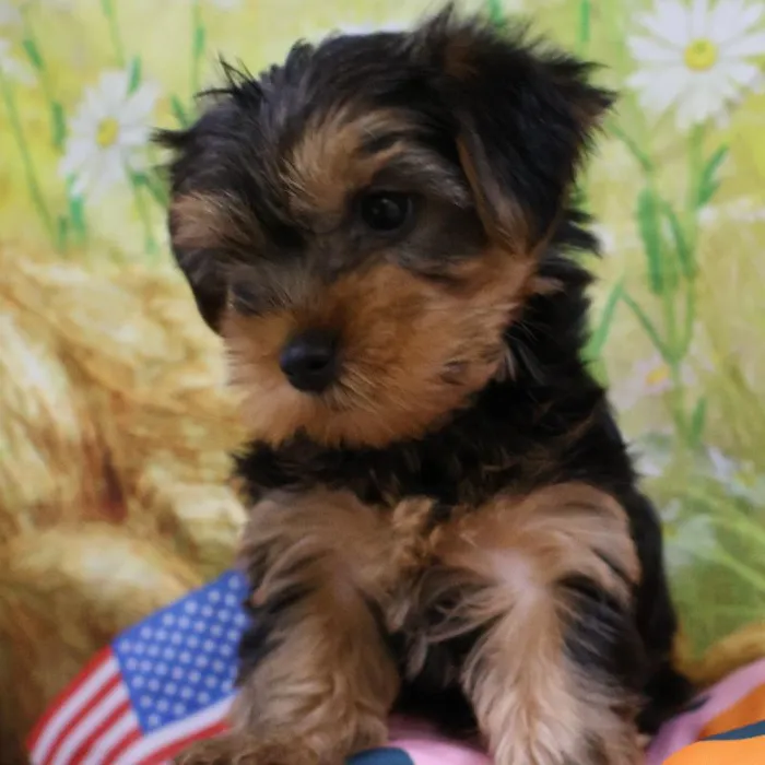 Female Yorkie puppy named Princess for sale at Petland Monroeville.