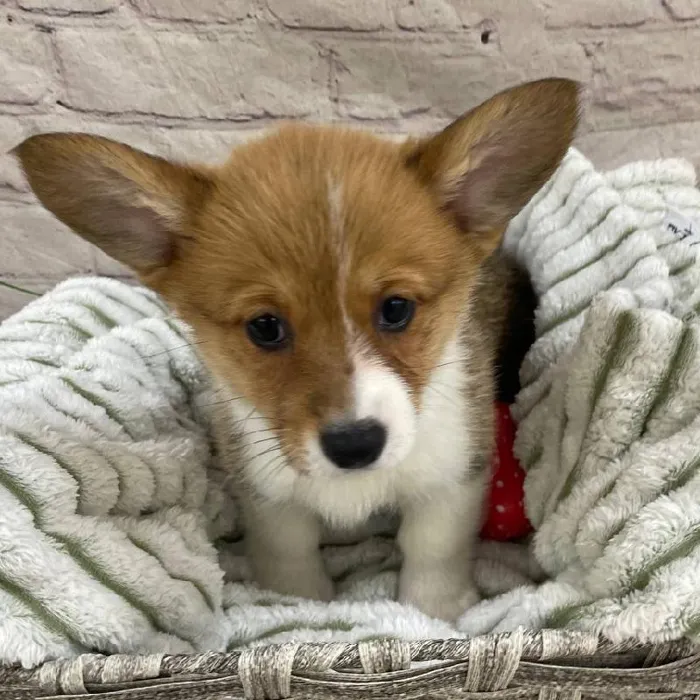 Female Pembroke Welsh Corgi Puppy for Sale in Monroeville, PA