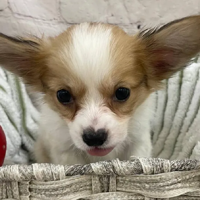 Male Papillon Puppy for Sale in Monroeville, PA