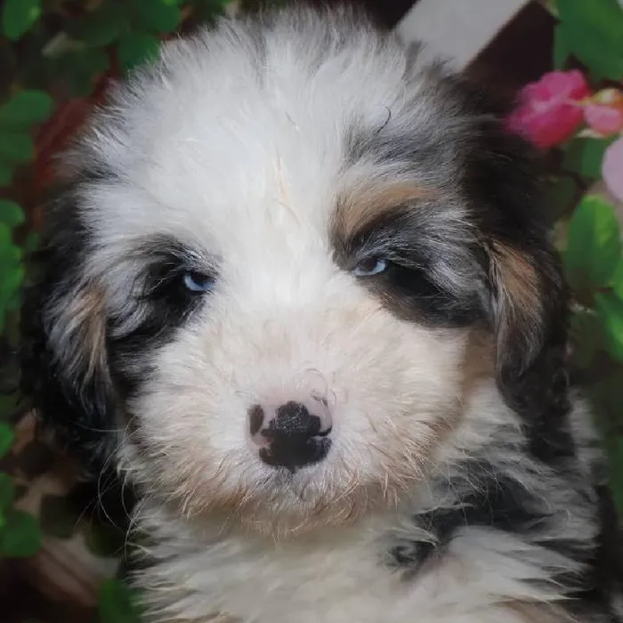 Female Mini Bernadoodle Puppy for Sale in Monroeville, PA
