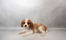 car_main_img_/media/ap_media/pets/JLWHQCLAJCKL33007.webp.250x250_q85.webp