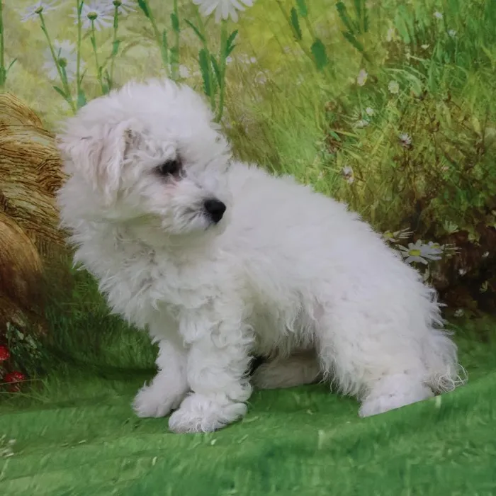 Male Bichon puppy named Carl for sale at Petland Monroeville.