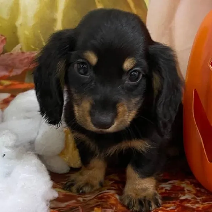 Male Dachshund Puppy for Sale in Monroeville, PA