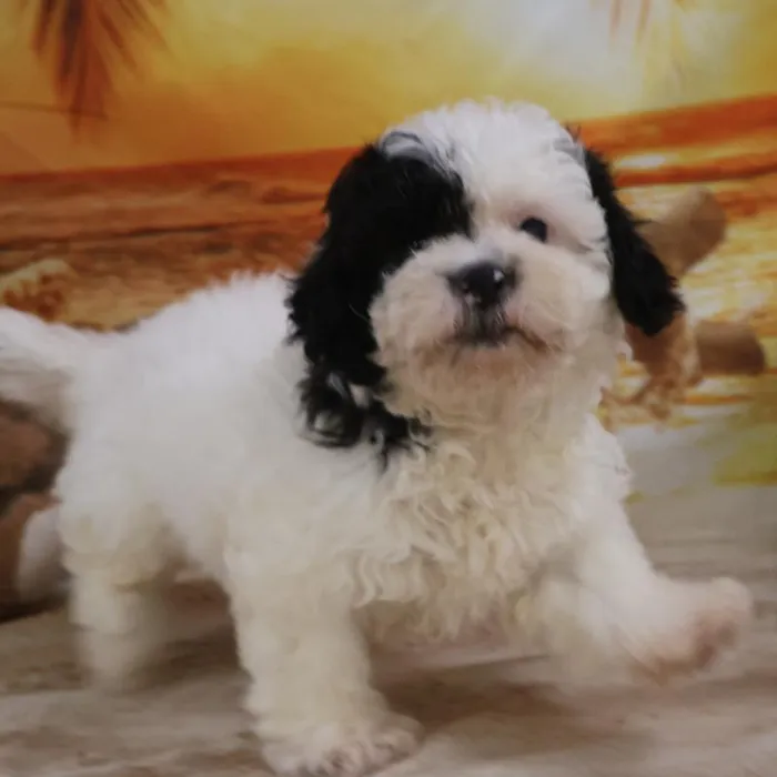 Male Teddy Bear Puppy for Sale in Monroeville, PA