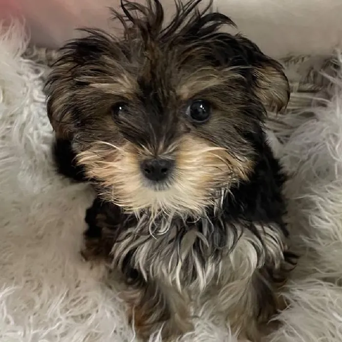 Female Morkie Puppy for Sale in Monroeville, PA