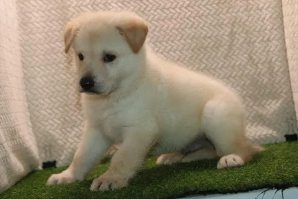 Male German Shepherd puppy named Henry for sale at Petland Monroeville.