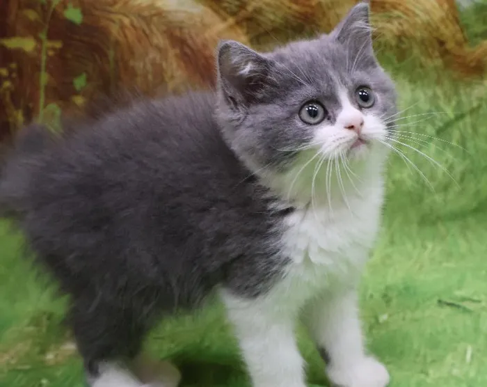 Male British Shorthair kitten named Leo for sale at Petland Monroeville.