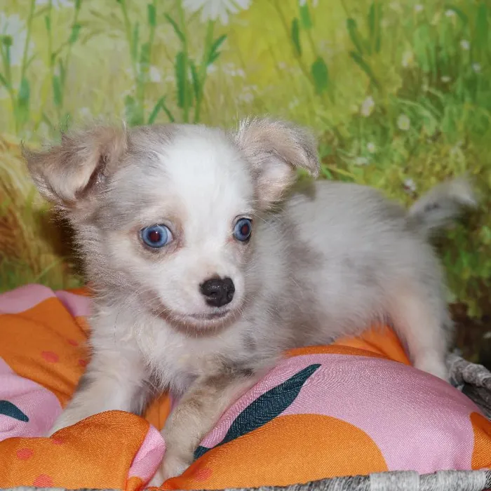 Male Chihuahua puppy named Enzo for sale at Petland Monroeville.