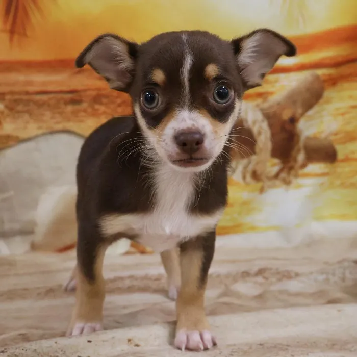 Male Chihuahua Puppy for Sale in Monroeville, PA