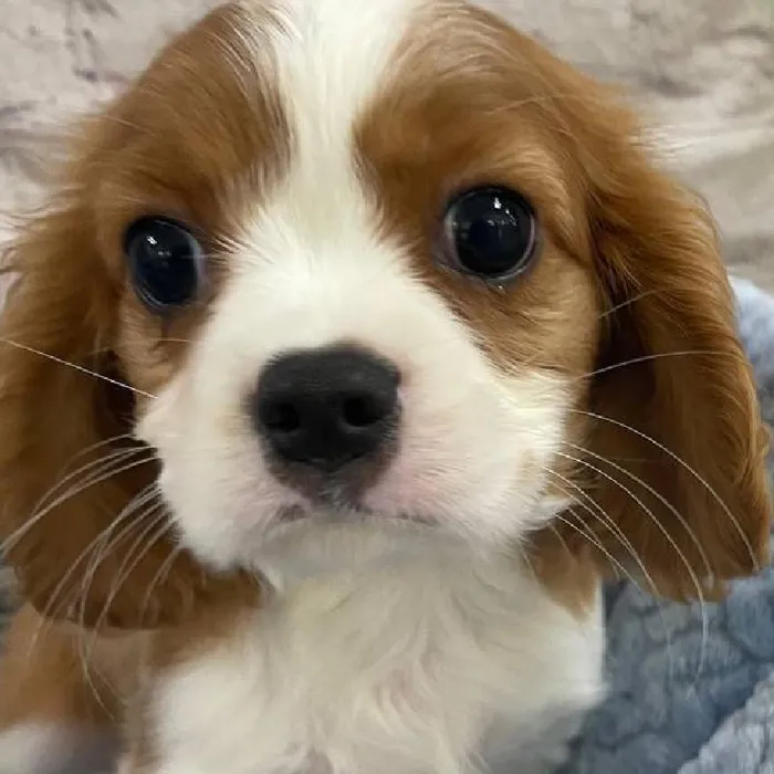 Male Cavalier King Charles Spaniel Puppy for Sale in Monroeville, PA