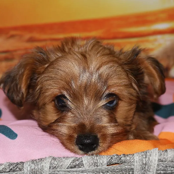 Male Yorkie puppy named Kai for sale at Petland Monroeville.