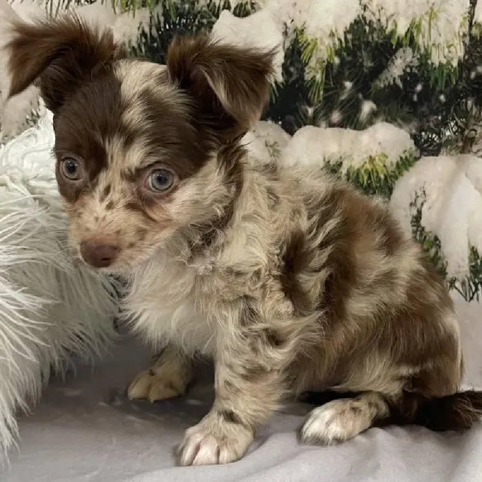 Male Chihuahua Puppy for Sale in Monroeville, PA