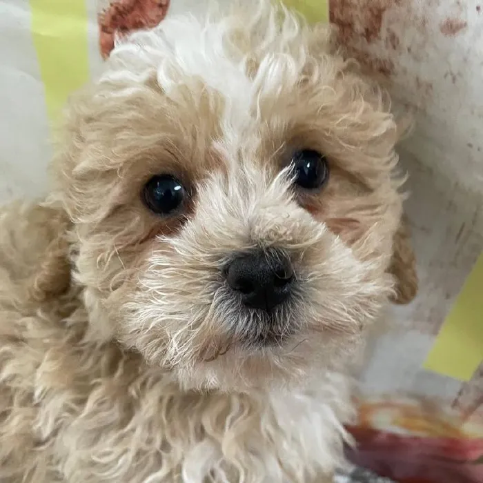 Female Teddy Bear Puppy for Sale in Monroeville, PA