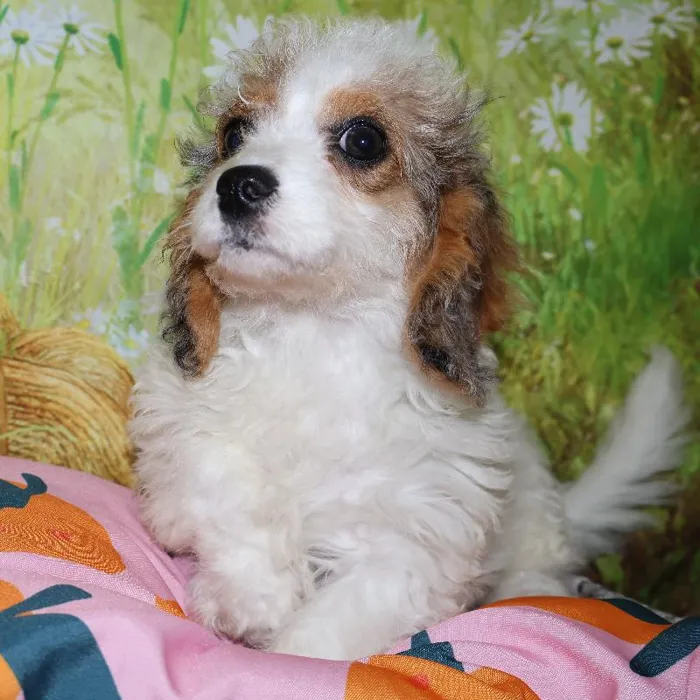Female Cavapoo puppy named Bonnie for sale at Petland Monroeville.