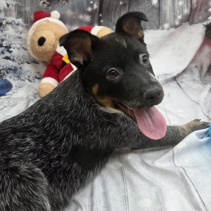 Male Australian Cattle Dog Puppy for Sale in Monroeville, PA