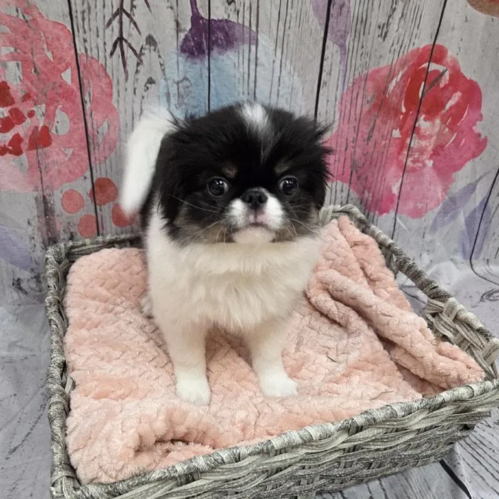 Male Japanese Chin Puppy for Sale in Monroeville, PA
