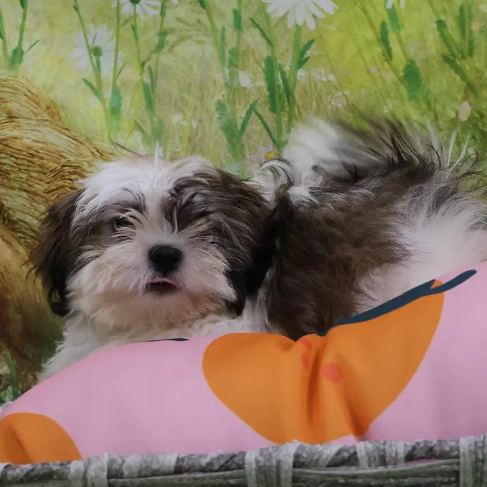 Female Shih Tzu puppy named Jenna for sale at Petland Monroeville.