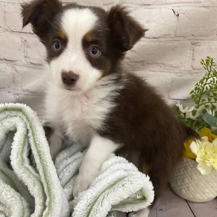 Male Toy Australian Shepherd Puppy for Sale in Monroeville, PA