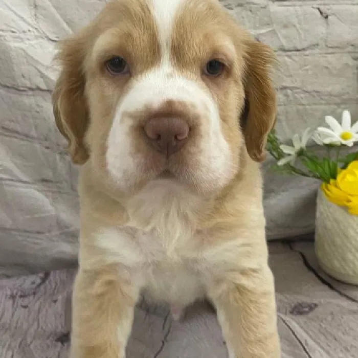 Male Mini Hippo Puppy for Sale in Monroeville, PA