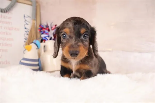 Male Dachshund puppy for sale at Petland Monroeville.